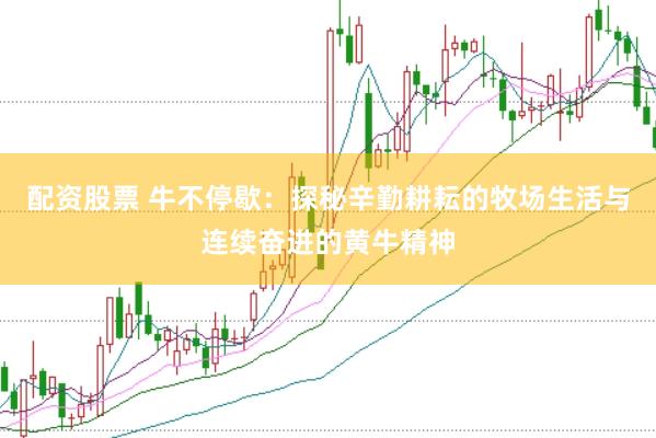 配资股票 牛不停歇：探秘辛勤耕耘的牧场生活与连续奋进的黄牛精神